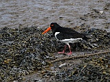 18-Nature-Oystercatcher and Chick